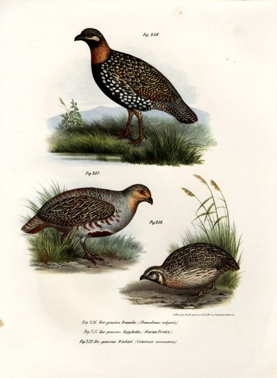 Europäischer Francolin, 1864 von German School